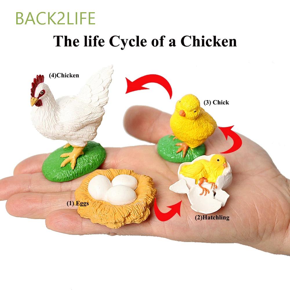 Back2life โมเดลวงจรชีวิตชีววิทยาจําลอง รูปสัตว์ ผีเสื้อ แมงมุม ไก่ ของเล่นเสริมการเรียนรู้เด็ก