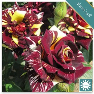 30 เมล็ด เมล็ดพันธุ์ กุหลาบ สตาร์แอนด์สไตร้พส์ Stripes Rose Seeds สี แดง-เหลือง