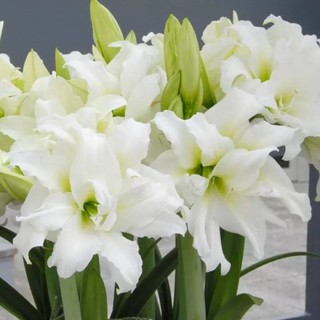 1 หัวว่าน ว่านสี่ทิศฮอลแลนด์ Amaryllis Ice Queen 18-24 ซม สินค้านำเข้า แช่เย็นแล้ว หัวขนาดใหญ่ สินค้าจำนวนจำกัด