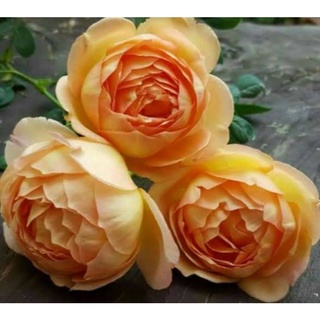 กุหลาบ 🌹 Lady off shalott เลดี้ ออฟ ชาล็อต กุหลาบเลื้อย อังกฤษดอกสีส้ม หอมแบบถุง