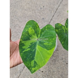 บอนเลมอนไลม์ /บอนเลมอน /โคโลคาเซีย /colocasia