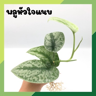 พลูหัวใจแนบ (จำนวน 1 กิ่ง) Scindapsus Pictus Exotica ต้นไม้ฟอกอากาศ ต้นไม้ประดับ ไม้มงคล ไม้เลื้อย