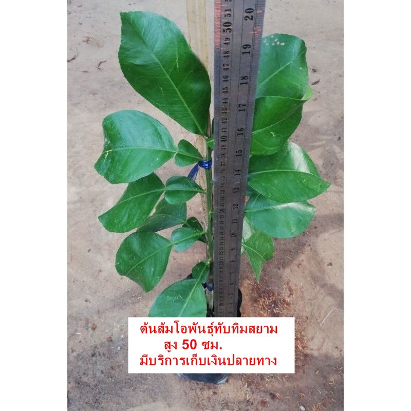 ต้นส้มโอพันธุ์​ทับทิม​สยาม​ ราคา​ 150 บาท (มีราคาขายส่งค่ะ)