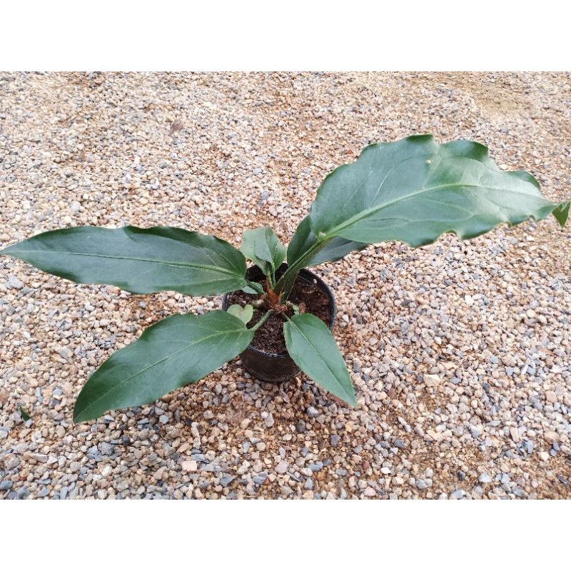 🍃หน้าวัวใบบัลลังก์เจ้าสัว Anthurium plowmanii Croat.🍃