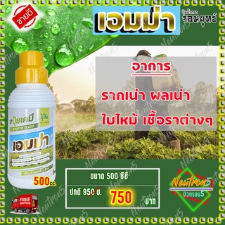 เอมม่า ปุ๋ยเอมม่า ปุ๋ยน้ำเอมม่า ( 500 ซีซี 1 ขวด ) ป้องกันเชื้อราในพืช ปุ๋ยน้ำสูตรเข้มข้น เพิ่มความแข็งแรงให้กับพืช