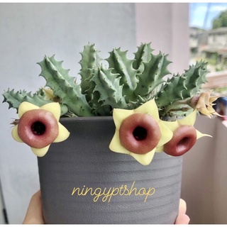 กิ่งเก๋งจีน ดอกโดนัท Huernia Red Belly 🌼🌸🌵