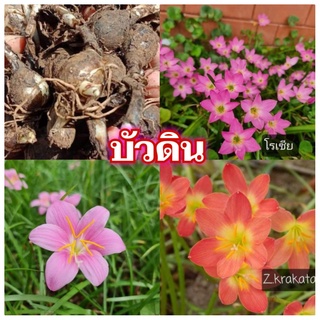 ขายหน่อ บัวดิน 1 เซ็ต (บัวบัวดิน)