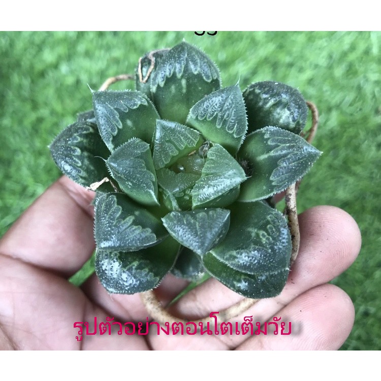 ไม้อวบน้ำ Haworthia 'Shiba Toshi' ทรงใบเป็นรูปหัวใจ 💚สีเขียวสวย ราคาน่ารักมาก [ฮาโวเทีย, ไม้อวบน้ำ, 