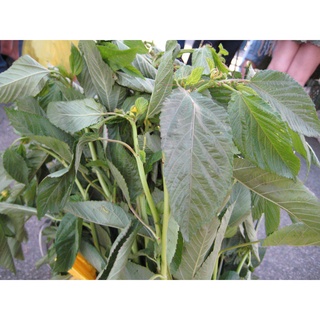 [Plantfilled] Saluyot | Jute Leaves 50 seeds (not live plants)芹菜/手链/男装/花园/母婴/文胸/向日葵/内裤/园艺/生菜/ 0FIU