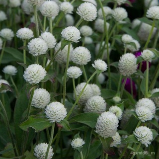 (ผู้ค้าส่งเมล็ดพันธุ์) เมล็ดพันธุ์ ดอกบานไม่รู้โรย สีขาว White Amaranth Flower Seed 40เมล็ด  เมล็ดพันธุ์แท้ นำเข้าจากต่า