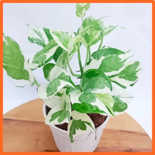 พลูงาช้า🌱เหมาะสำหรับเลี้ยงในห้องน้ำ ไม้ฟอกอากาศ พลูด่างอินเดีย ต้นไม้ฟอกอากาศ ต้นไม้ในห้องนอน ต้นไม้บนโต๊ะทํางาน