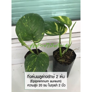 กิ่งต้นพลูด่างยักษ์ 2 ต้น (Epipremnum aureum) ไม้ฟอกอากาศ ความสูง 20 ซม ในถุงชำ 2 นิ้ว