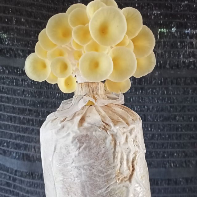 เห็ดนางรมทอง เห็ดคอลลาเจน เห็ดสุขภาพ เซท3ก้อน กรอบหอมรสชาติดี เชื้อ เดิน เต็ม แล้วค่ะ - รูปที่ 5