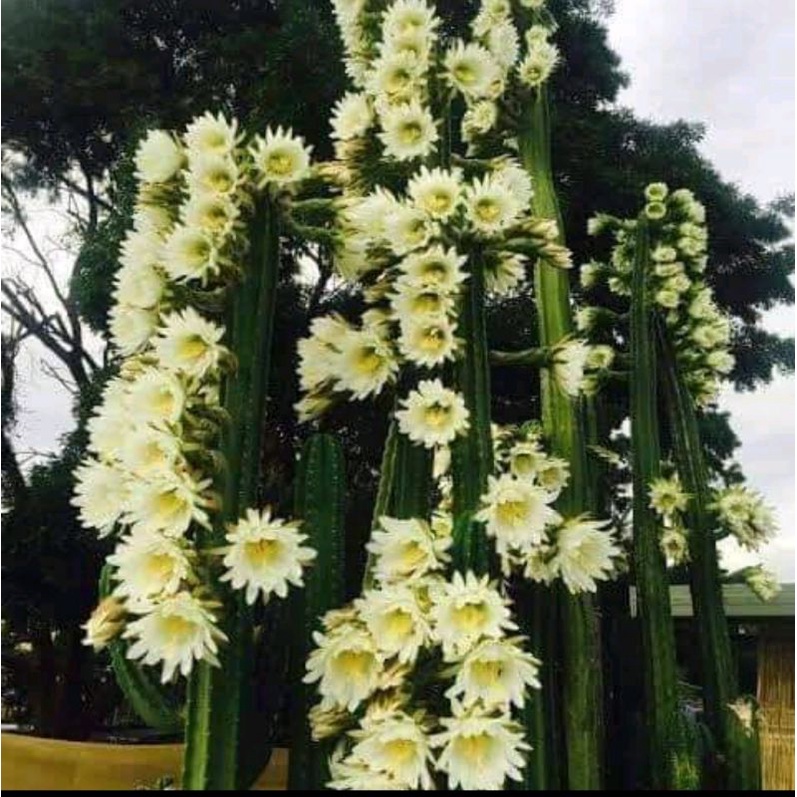 คอนโดนางฟ้ายักษ์ ไซด์ใหญ่เป็นเมตร
