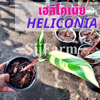 (1 ต้น)พร้อมจัดส่ง ต้นเฮลิโคเนียด่างลายฟลอริด้า Variegated heliconia ต้นธรรมรักษา ไม้ฟอกอากาศ คละความสูง/ต้น ส่งยกกระถาง