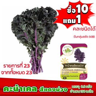 (ซื้อ10แถม1 ฟรีคู่มือ) เมล็ดพันธุ์ คะน้าเคล สีแดงม่วง SCARLET KALE 0.5กรัม (ประมาณ 150 เมล็ด) ทำมะชาดฟาร์ม ผักสลัด เมล็ด