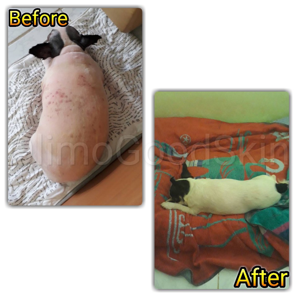 6ซอง OlimoGoodSkin สมุนไพรรักษาโรคผิวหนังสุนัขและแมว ขี้เรื้อนหมา เชื้อราสุนัข เชื้อราแมว รักษาอาการคันของสุนัข ลดกลิ่น - รูปที่ 5