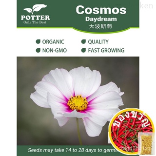 Daydream Cosmos flower seeds, 10 seeds [Local Seller! Fast Delivery!]สร้อยข้อมือ/มะละกอ/มักกะโรนี/ผักกาดหอม /กางเกง/ดอกไ