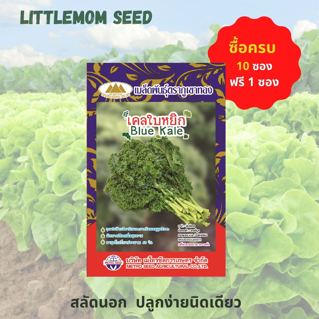 เมล็ดเคลใบหยิก ภูเขาทอง 100 เมล็ด