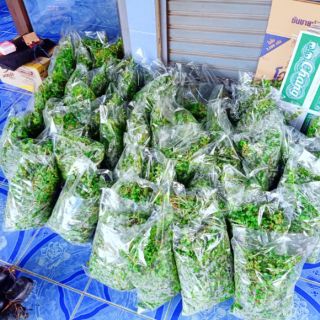 หญ้าใบต่างเหรียญ *สั่ง3-4ชุดปลูกได้เต็มห้อง3*3เมตร