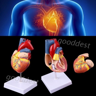 （good）  Disassembled Anatomical Human Heart Model Anatomy Teaching Tool JND3