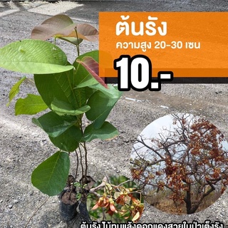 ต้นรัง ความสูง 20-30 ซม.