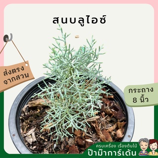 ต้นสนบลูไอซ์ (Blueice Cypress) ส่งพร้อมกระถาง 8 นิ้ว ฟอร์มสวย