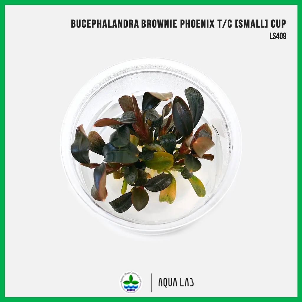 [APC] Bucephalandra brownie phoenix (บูเซปบราวนี่ฟีนิกซ์) [ไม้น้ำ - Aquatic Plant] LC409/LS409