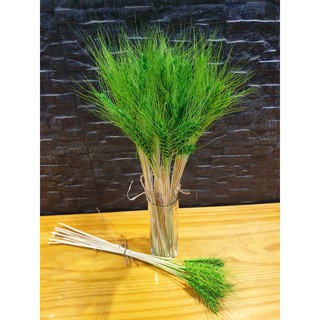 ดอกข้าวบาร์เลย์ ( สีเขียว ) พร๊อพถ่ายรูป พร๊อพแต่งจาน  15 ก้าน  ความยาว 40 เซนติเมตร ข้าวสาลีแห้ง ช่อดอกไม้แห้ง สำหรับแต