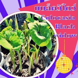 1 ต้น colocasia black widow บอนแบล็ควิโดว์ กระดูกใบสีดำคล้ายหน้ากากฟาโรห์ เด่น สวย ส่งแบบตัดใบออก สินค้าพร้อมจัดส่ง