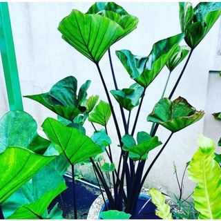 💥โปร1แถม1💥Colocasia coffee cup🪴จัดส่งทั้งกระถาง