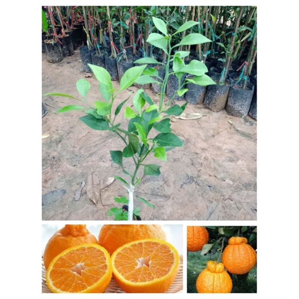 ต้นส้มเดโกปอง พันธุ์ญี่ปุ่น ต้นเตี้ย ผลใหญ่ไร้เมล็ดเนื้อหวานๆฉ่ำ สูง60-70ซ.ม แบบเสียบยอด