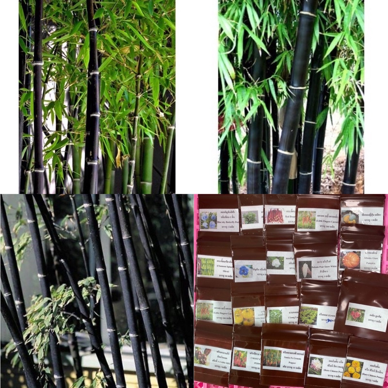 เมล็ดพันธุ์ ไผ่ดำ (Fernledt bamboo) บรรจุ 4 เมล็ด เป็นไม้มงคลหายาก