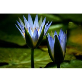 7 เมล็ด เมล็ดบัว สีน้ำเงิน ดอกใหญ่ สายพันธุ์เมล็ดบัว ดอกบัว Lotus seeds.