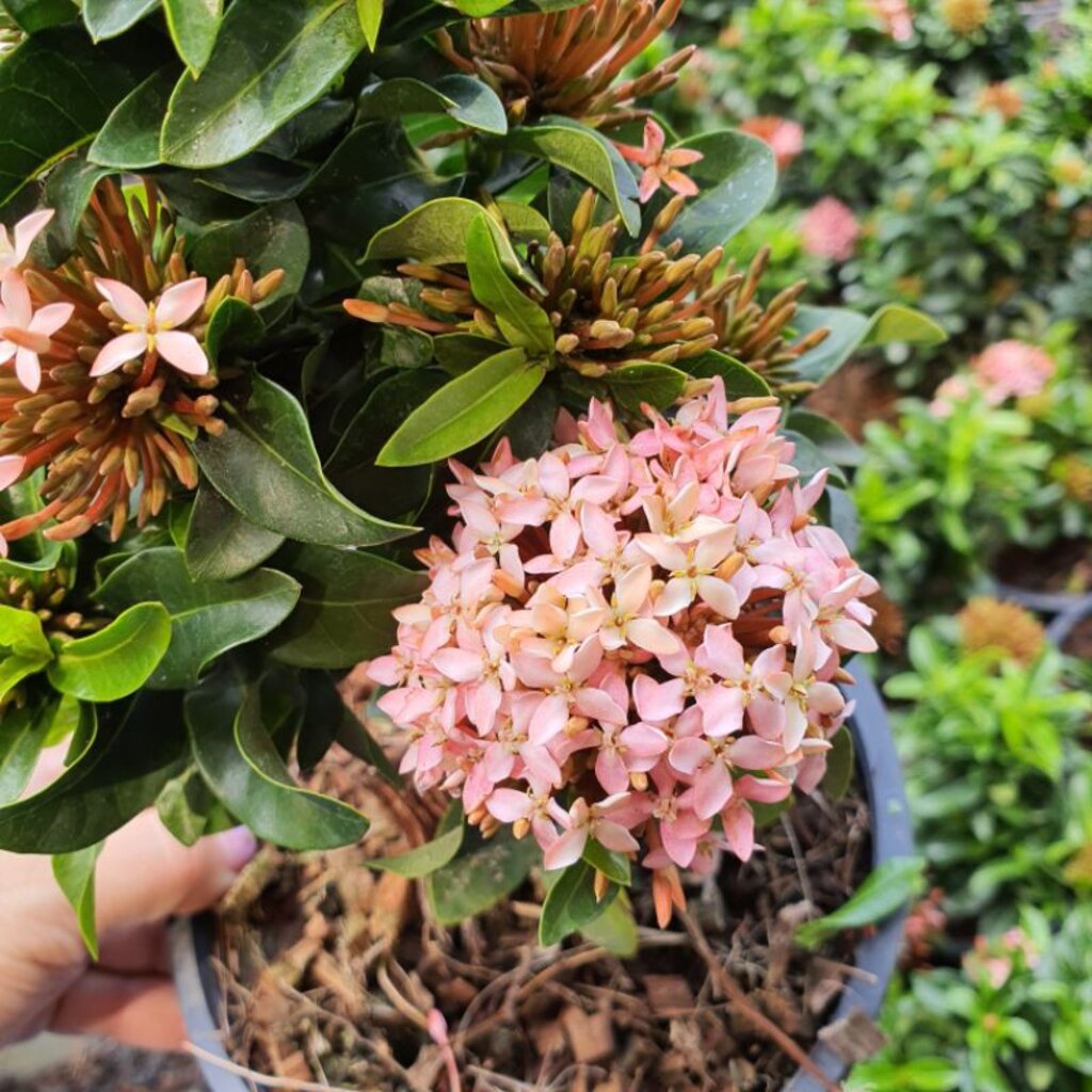 มุมมอง 3