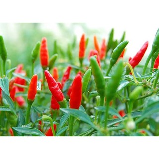 ต้นกล้าพริกขี้หนูสวน มีความหอมและเผ็ดมาก  พร้อมปลูก  กล้าละ  10 บาท