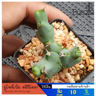 ต้นยูโฟร์เบีย คลิวิโคลา Euphorbia clivicola R.A.Dyer #Euphorbia #ไม้โขด