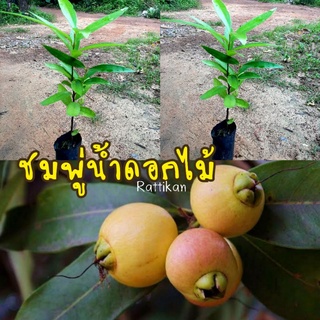 ชมพู่น้ำดอกไม้ ผลไม้โบราณของไทย หวานกรอบ อร่อย