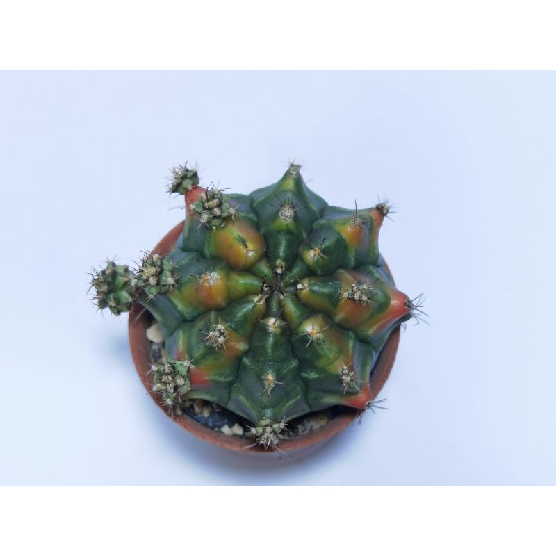 Darth Mual​ ไม้ชำหน่อ ยิมโนด่าง​ Gymnocalycium​ แคคตัส​ ยิมโน​ Cactus​ กระบองเพชร​