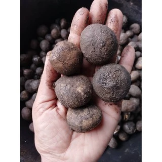 เชื้อเห็ดเผาะ/เห็ดถอบสูตรเข้มข้น คัดแต่ลูกที่มีสปอร์สีดำ นำมาเพาะเชื้อ แล้วนำมาราดกับรากต้นไม้อาศัย เพื่อให้เชื้อเกาะราก