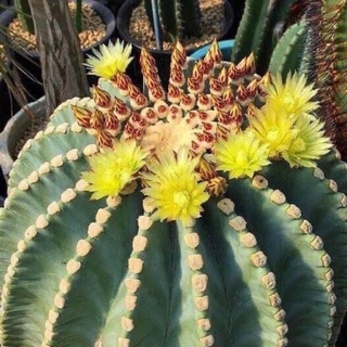 Ferocactus glaucescens inermis เฟอโรฟ้าไม้เมล็ดไร้หนาม ดอกสีเหลือง