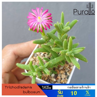 ต้นไม้อวบน้ำ กุหลาบหิน trichodiadema bulbosum ดอกสีชมพู #succulents #cactus #แคแตัส #ชมพู