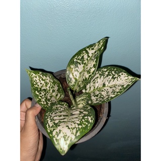 อโกลนีมา อัญมณีขาว  Aglaonema sp