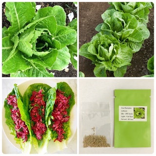 สลัดคอส Parris Island Cos Romaine Lettuce