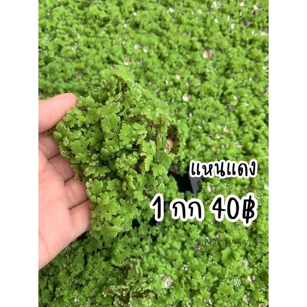 แหนแดง 1 กก. พร้อมขยายพันธ์