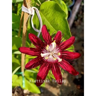 สร้อยฟ้าเลดี้มาร์กาเร็ต Passiflora ‘Lady Margaret’ (กทม)