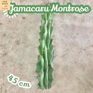 [ตอจามาคารูมอนสเตอร์ยักษ์ตัดสด] Cereus Jamacaru Montrose ตอแคคตัส  cactus ตกแต่งสวน ตกแต่งบ้าน ไม้ใหญ่ ไม้ลำ ไซส์ใหญ่