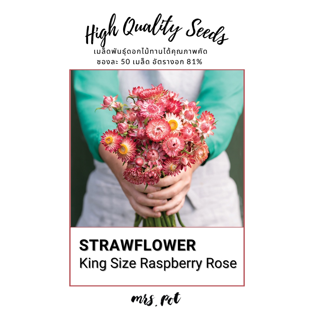 เมล็ดดอกกระดาษสายพันธุ์ King Size Raspberry Rose นำเข้าจากอเมริกา รหัส135