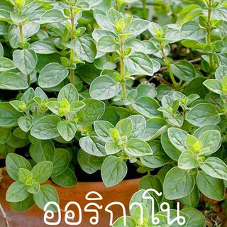 ออริกาโน📌ถูกที่สุด10 บ.📌เมล็ดพันธุ์ออริกาโน 30 เมล็ด☘️สมุนไพ…
