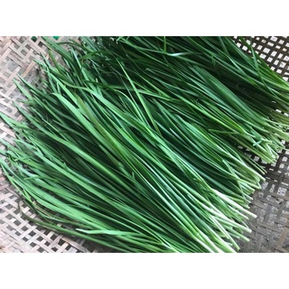 เมล็ดพันธุ์ กุยช่าย ผักแป้น Garlic Chives 220 เมล็ด [ 10 เเถม 1 คละได้]